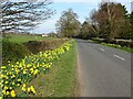 Daffodils beside a minor road