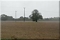 Fenland farmland