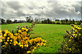 Whins along Killadroy Road, Killadroy