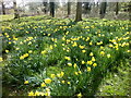 Daffodils in Hangman