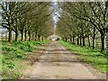 Tree-lined road to Bromesberrow church