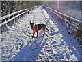 Path near Kylintra Burn Grantown on Spey