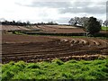 Fields planted with potatoes