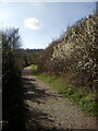 Path in Warren Gorge