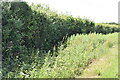 Hedge and ditch