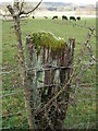 A fencepost with accessories