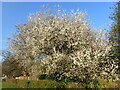 Blossom on Shoulder of Mutton Green