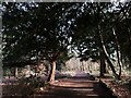 Church Wood, Headingley