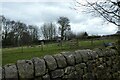 Fields near Horse Farm