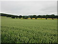 Wheat field near Hallyburton