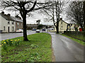 Daffodils along Mountjoy Road, Omagh