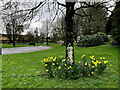 Daffodils, The Grange Park, Omagh