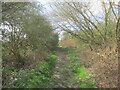 Footpath from Thorne Moors