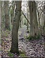 Path and woodland at Trimpley