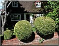 Topiary balls of Wilson