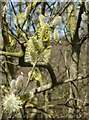 Pussy willow by the Western Link, Oare