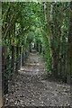 Wooded footpath