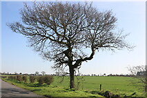 TL4444 : Tree in Chrishall Grange by David Howard