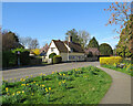 Melbourn: spring yellow, Cambridge Road