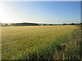 Barley field near Grange of Conon