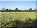 Wheat field near Croftsmuir