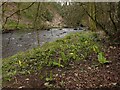 Skunk cabbage beside the Allander Water