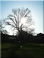 Tree in silhouette, Armley Moor