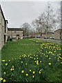 Lichfield Road: daffodils on a grey morning