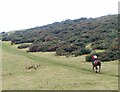 NT2439 : Galloping horse on Cademuir Hill by Jim Barton