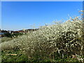 Blackthorn on East Wickham Open Space