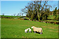 Ewe and lambs, Losset