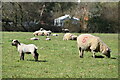 Sheep and lambs at Landford Wood