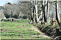 Line of trees toward Sandown Farm