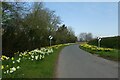 Daffodils along Bedale Lane