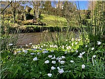 H4772 : Wood anemones, Mullaghmore by Kenneth  Allen