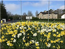 H4772 : Daffodil display at Cranny mini roundabout by Kenneth  Allen