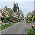 Baldock Way blossom