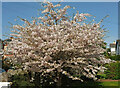 Cherry tree, Decoy Road, Newton Abbot