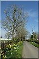 Daffodils and sign for Snape