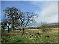 Trees on the boundary of farmland and open ground, Gavell