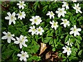 SO6728 : Wood Anemone by Philip Halling