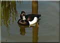 NS5568 : Tufted duck by Richard Sutcliffe