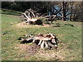 View of tree trunks in Parsloes Park