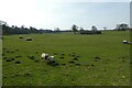 Sheep field at Azerley