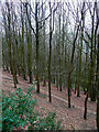 Tall trees in the woodland below Staups Common, Northowram