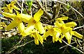 Forsythia blossom at Rozelle