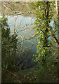 SX8670 : Trees by Decoy Lake by Derek Harper