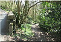 Path into Danescombe Woods