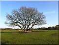 TQ1974 : Recumbent oak near Sheen Common Gate, Richmond Park (2) by Stefan Czapski