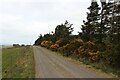 ND0567 : Roadside whins below Cairnmore Hillock by Alan Reid